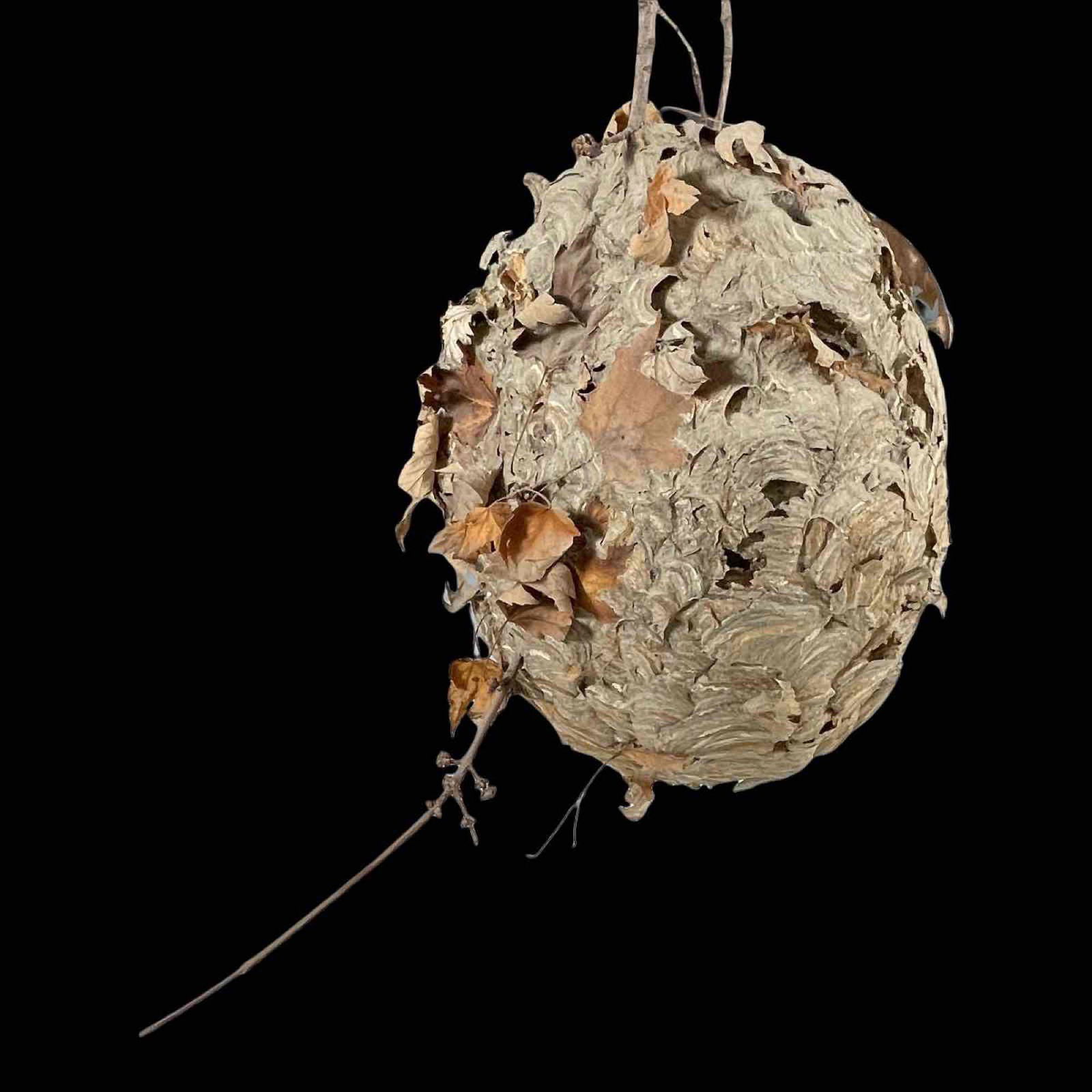 Decorative - Preserved Wasp Hornets Nest (1 of 12)