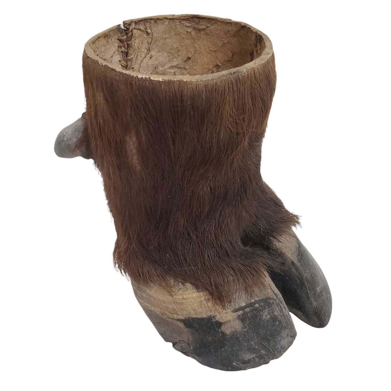 Taxidermy Buffalo Foot (1 of 7)