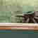 item-136267318=12