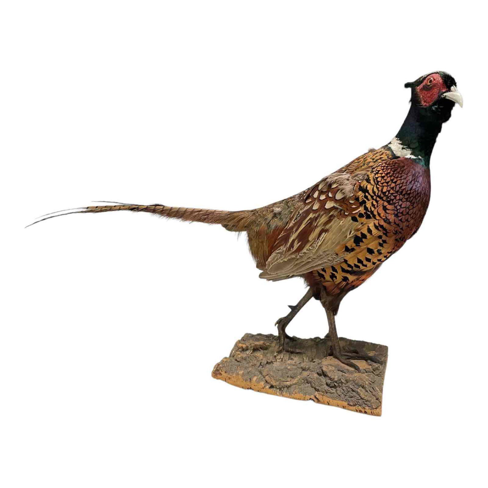 Ring Neck Pheasant Full Body Taxidermy  Mount (1 of 14)