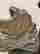 item-136267606=13