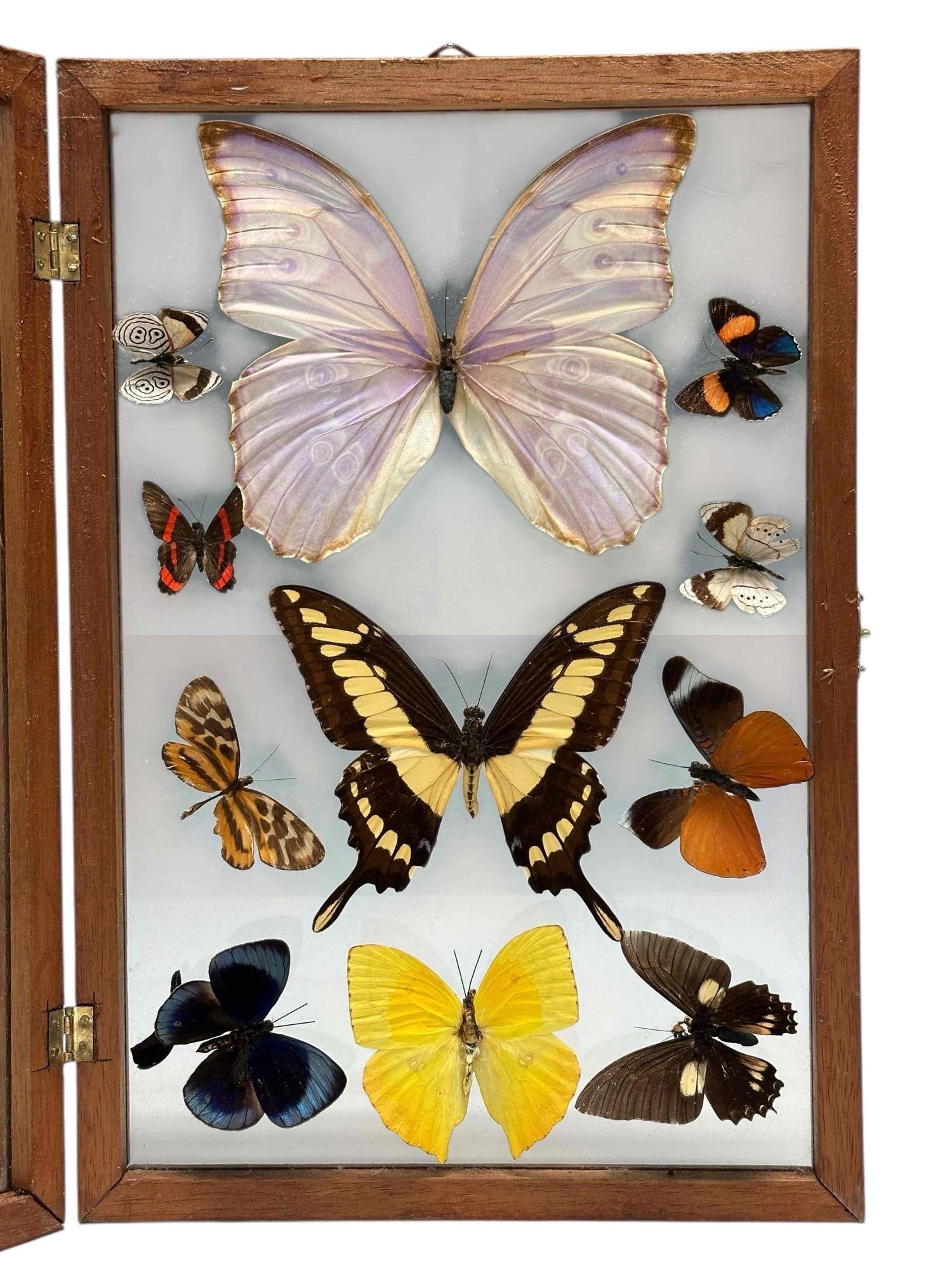 Framed Real Butterflies Collage Specimen Papilio Thoas King Swallowtail (1 of 20)