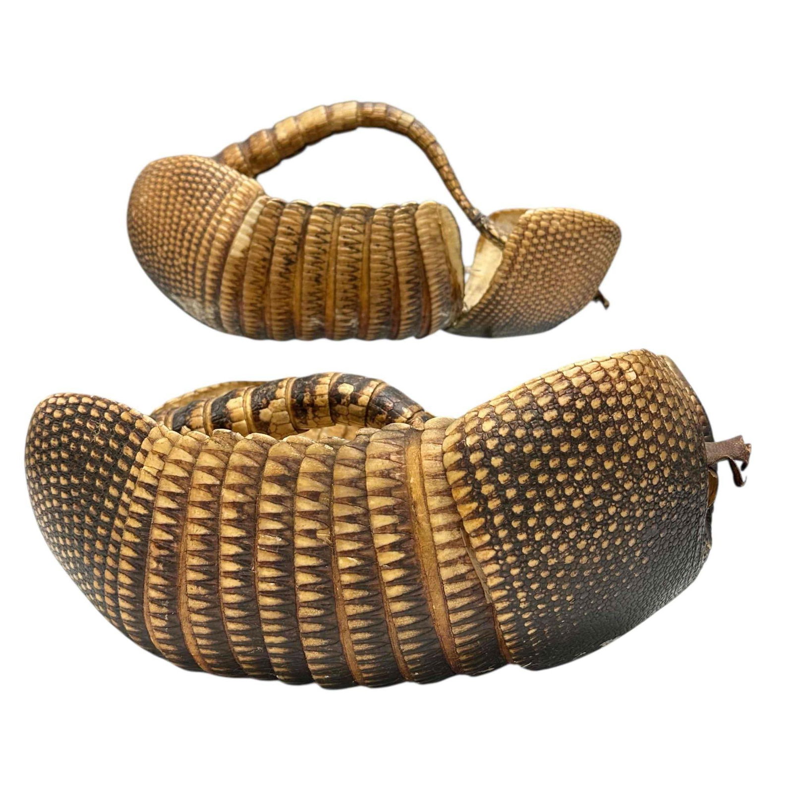 Vintage Armadillo Taxidermy Carapace Baskets (2) (1 of 19)
