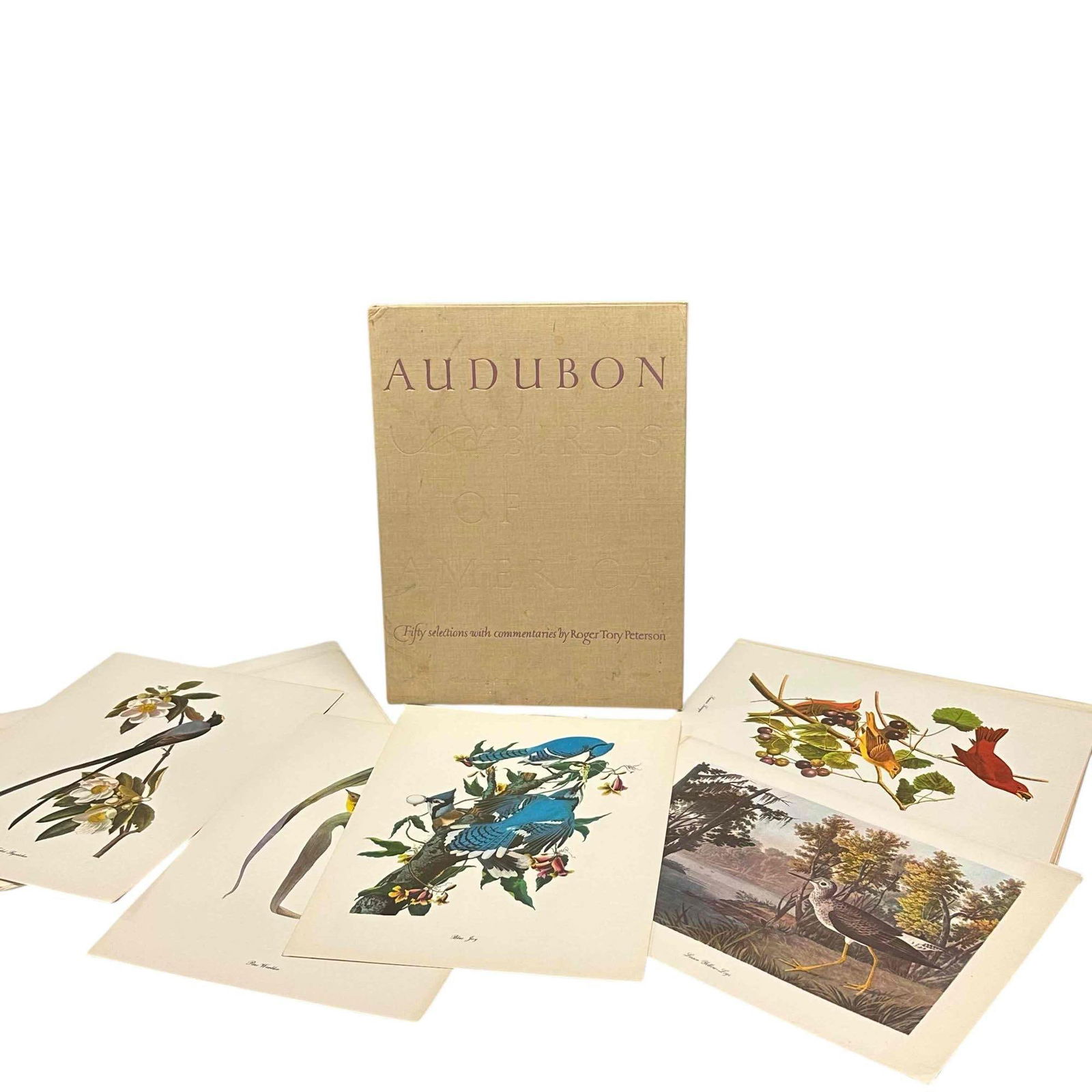 Roger Tory Peterson "Audubon" Birds of America Prints: Vintage Roger Tory Peterson Audubon Birds of America print in original protective sleeve. Some areas of water spots only to sleeve cover, not print. In good condition, see photos. Provenance: Direct a