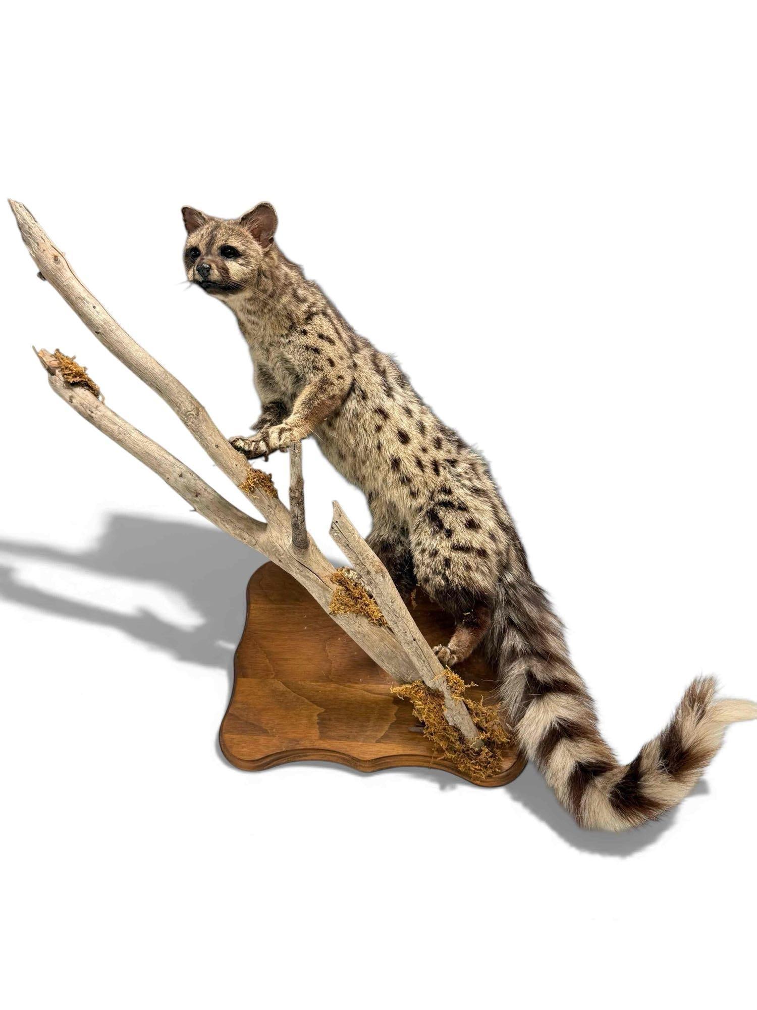African Genet Cat Taxidermy on Wooden Plaque: Taxidermy mount of an African Genet cat perched on a branch mounted to wooden wall plaque. Measuring approx. 24" long cat and 26" top of branch to plaque corner. Having areas of fur losses to paws and