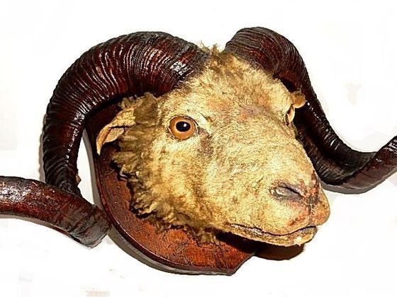 Corsican Ram Shoulder Taxidermy Head Mount: Condition head / shoulder cut close to wood plaque, hair messy / tacky, wood plaque with seam crack. H. 11'' W. 27''. Mouflon (or Corsican) is often the catchall name for hybrid sheep which are typica