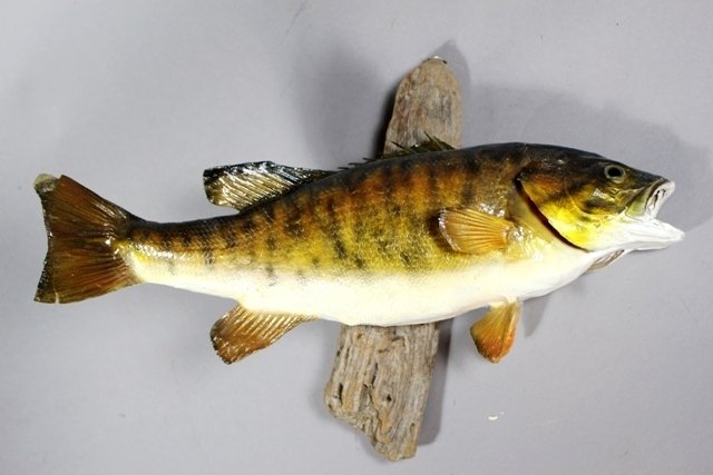 Small Mouth Bass Fish Mount on Driftwood (1 of 6)