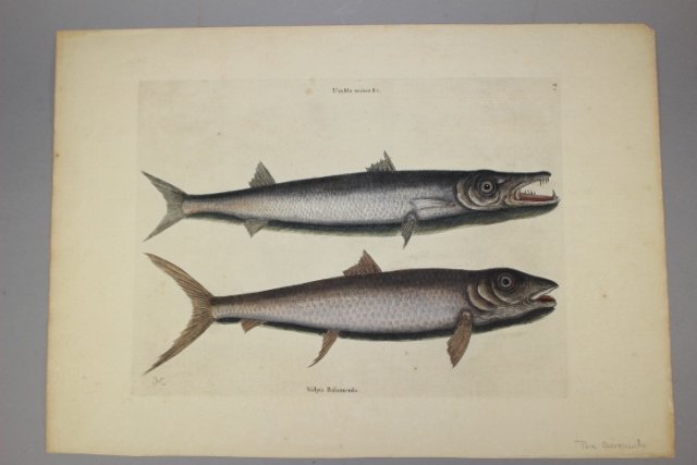 Mark Catesby (American/British, 1682-1749) (1 of 9)