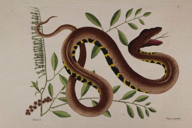 Mark Catesby (American/British, 1682-1749) (1 of 9)