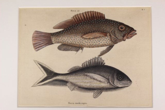 Mark Catesby (American/British, 1682-1749): Mark Catesby (American/British, 1682-1749) hand colored engraving print, "Perca &c", Perca cauda nigra., T7. Plate 9" x 12", frame 18 1/2" x 22 1/2".