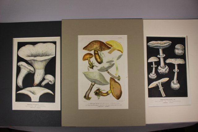 Three H. Furrer Lithograph Prints after F. Leuba (1 of 8)