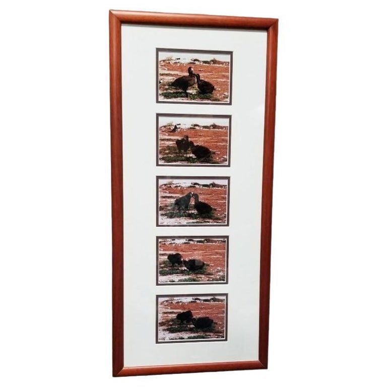 Framed Hawaiian Nature Photography Print Meaai by Photographer Michael Lemes: Experience the enchanting allure of Hawaii's wildlife captured in Michael Lemes' series of original photographic silver prints titled "Mea'ai" featuring Albatross birds featuring there young. The set