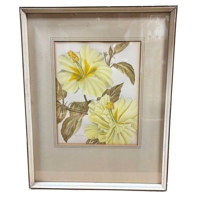 Mid-Century Hawaiian Framed Hibiscus Water Color Floral on Paper by Paul Tyler: Original 1940s hand-drawn watercolor floral painting on paper by Paul Tyler featuring a yellow Hibiscus against a white background. The portrait captures the timeless beauty of hibiscus flowers with e