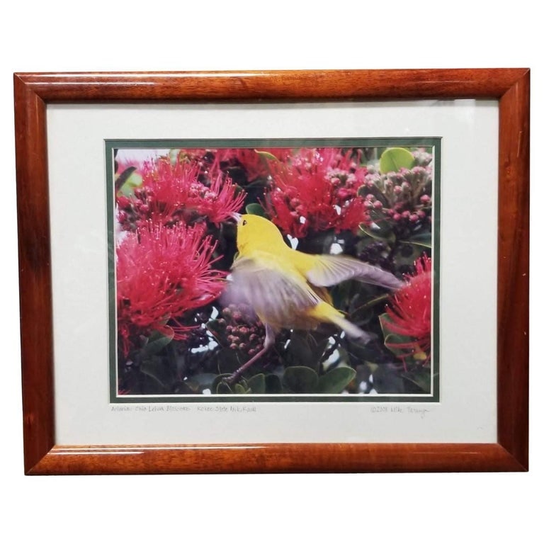 Framed Original Photography Print Yellow Bird in Hawaiian Blossoms (1 of 7)