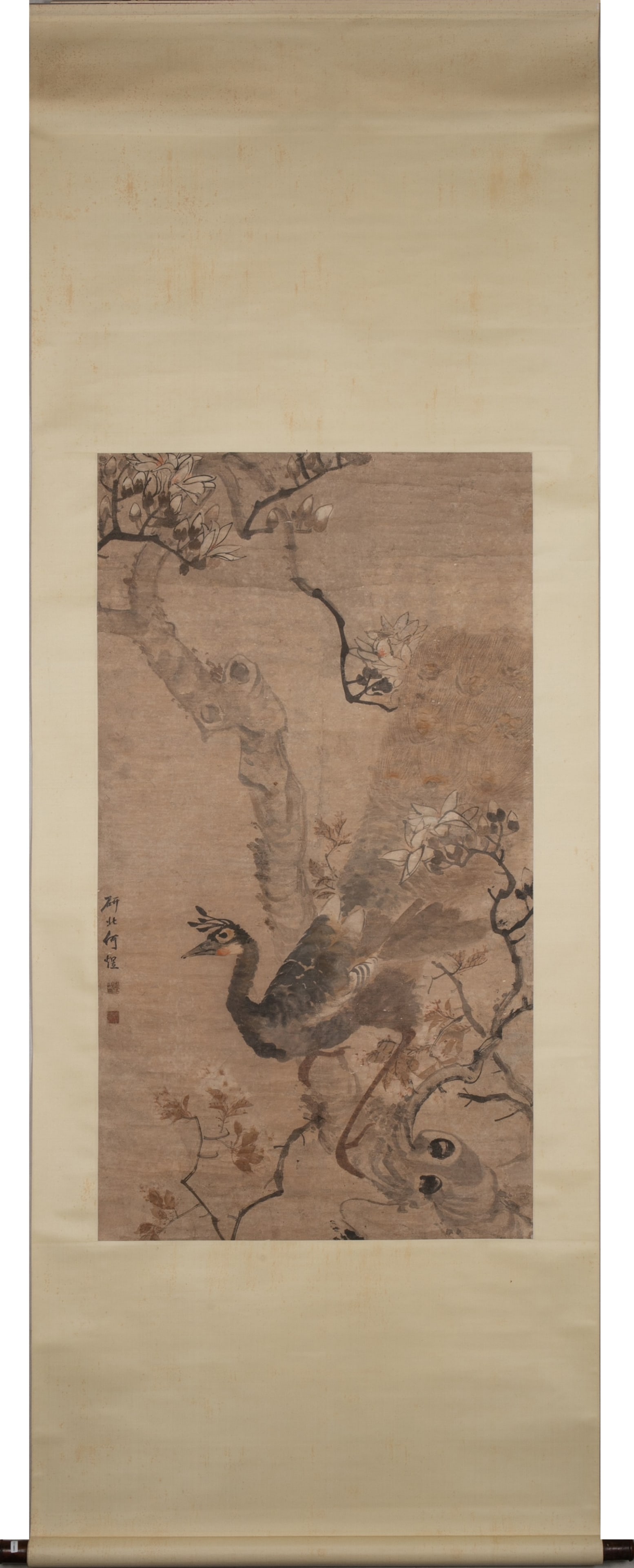 Anonymous Peacock - 2