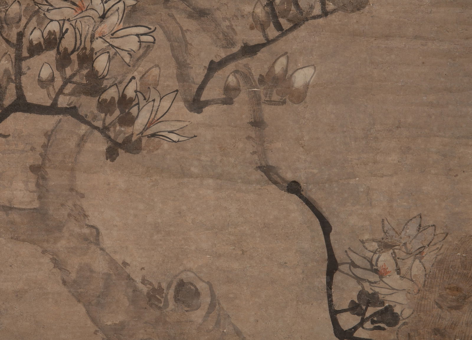 Anonymous Peacock - 3