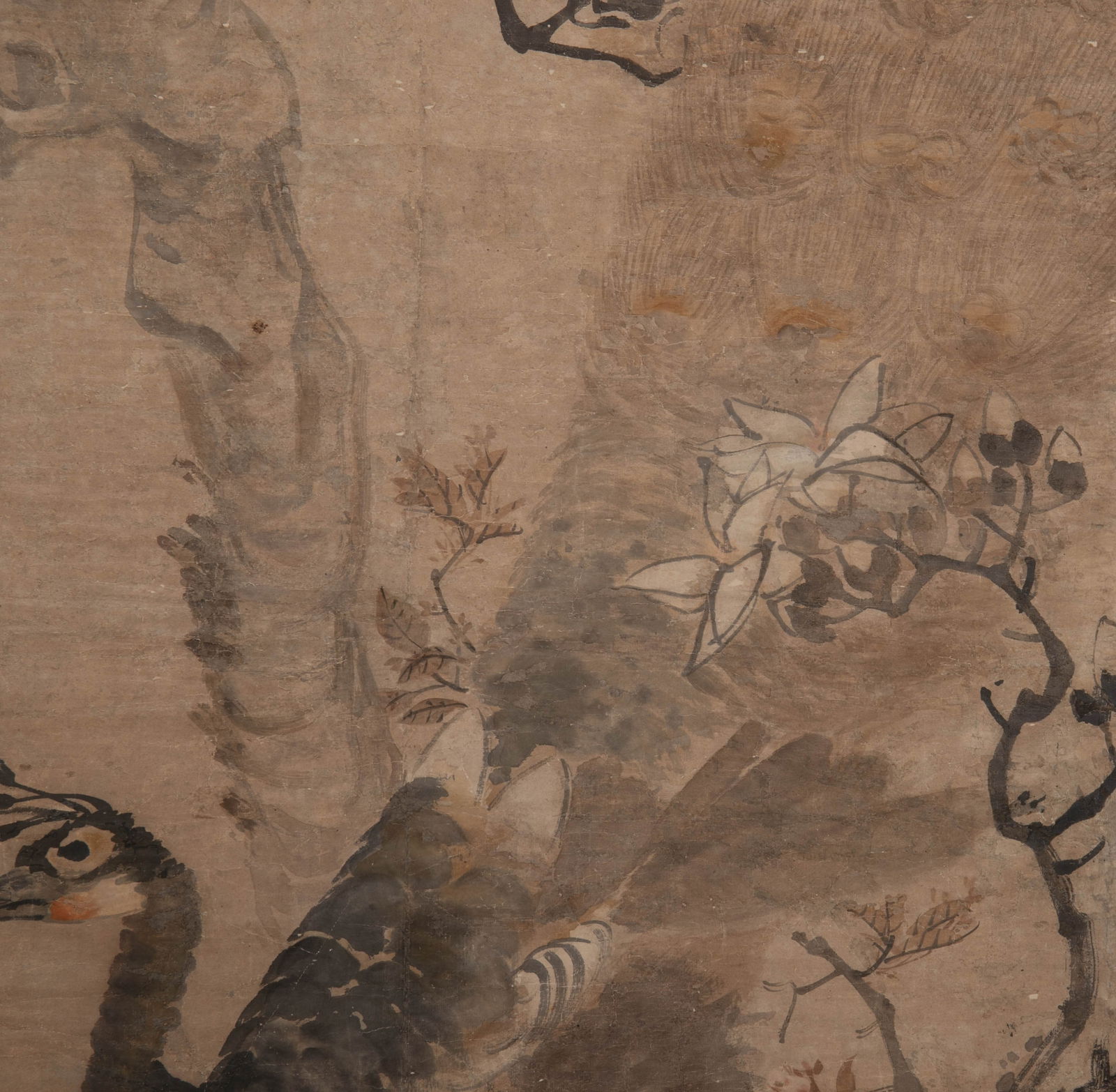 Anonymous Peacock - 5