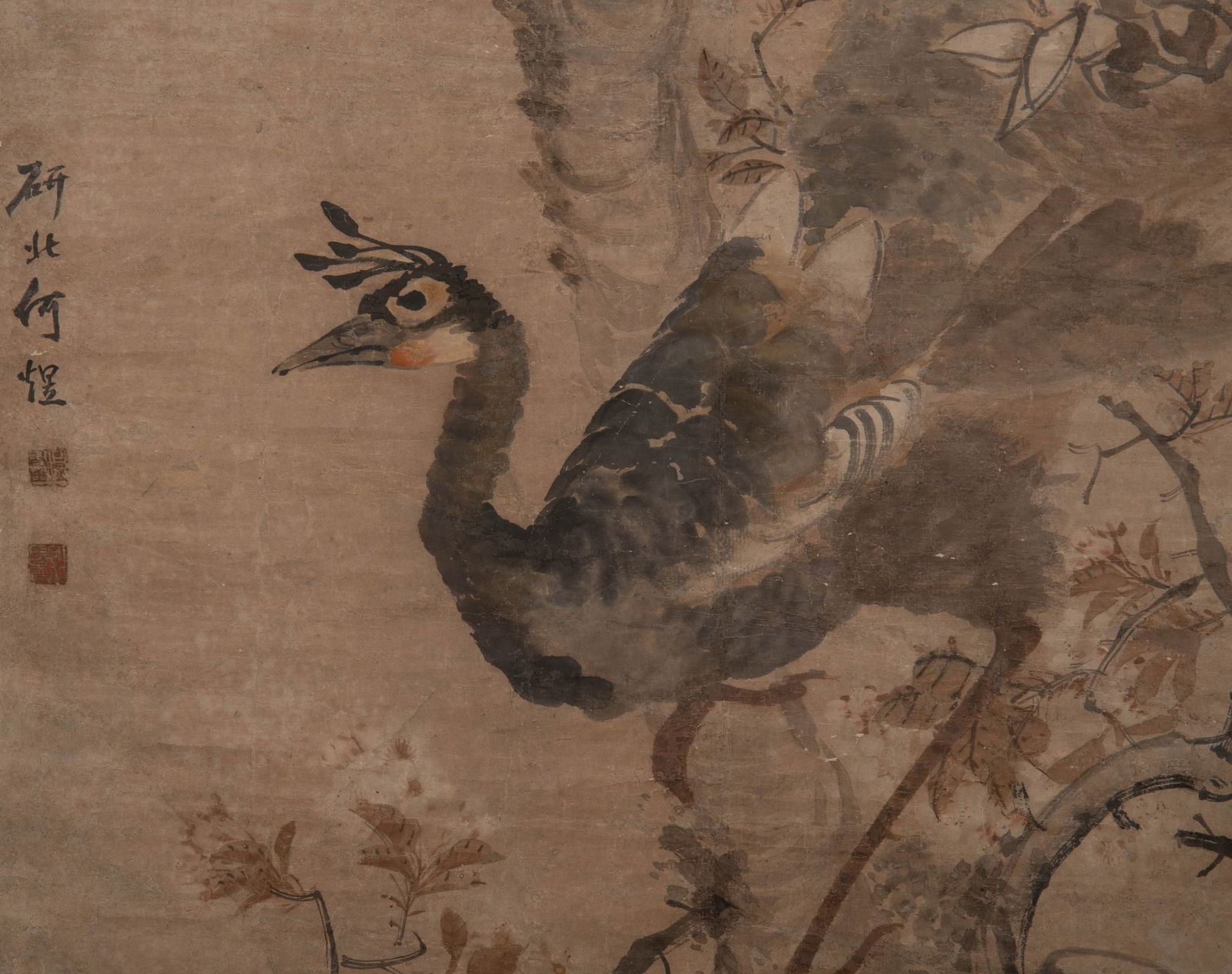 Anonymous Peacock - 6