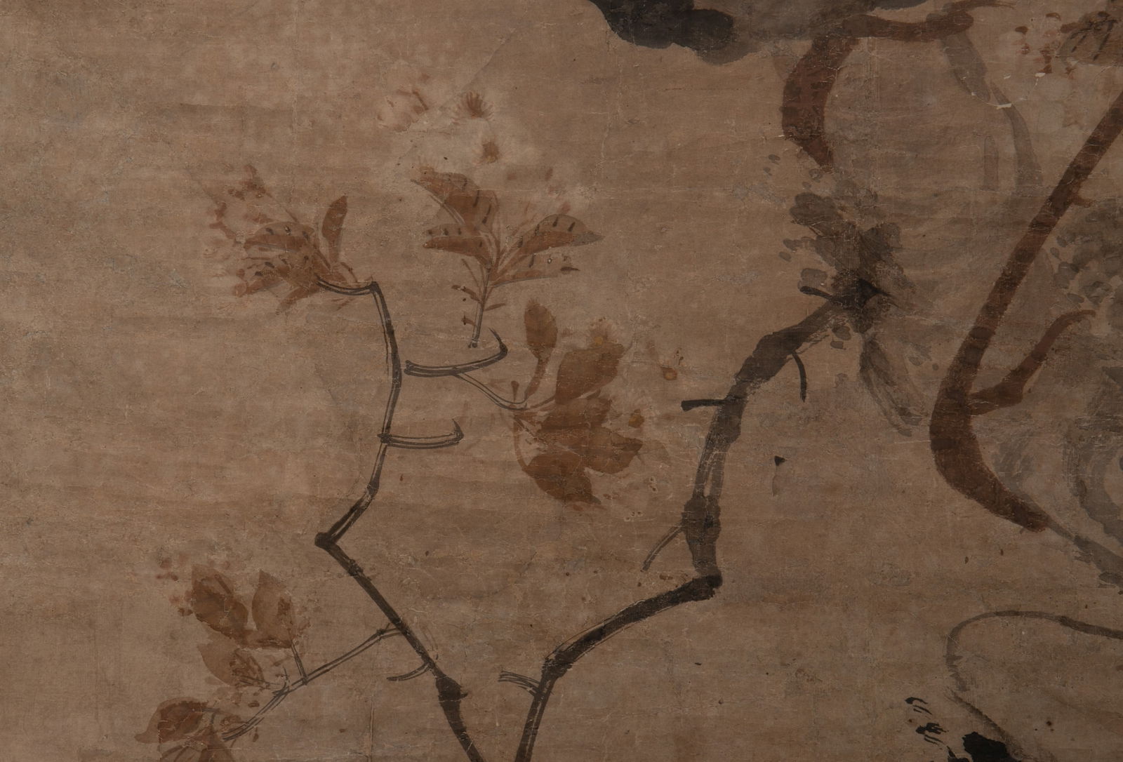 Anonymous Peacock - 9