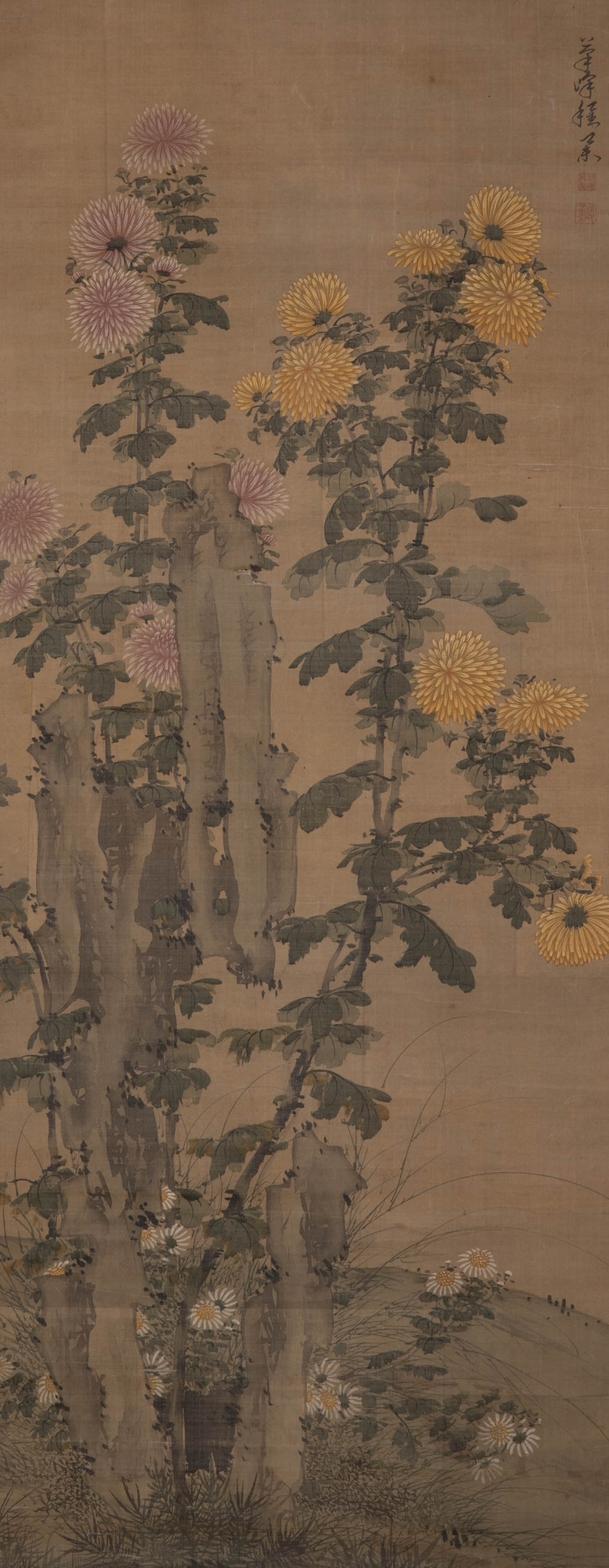 Anonymous Ammonite Picture: Anonymous Ammonite Picture