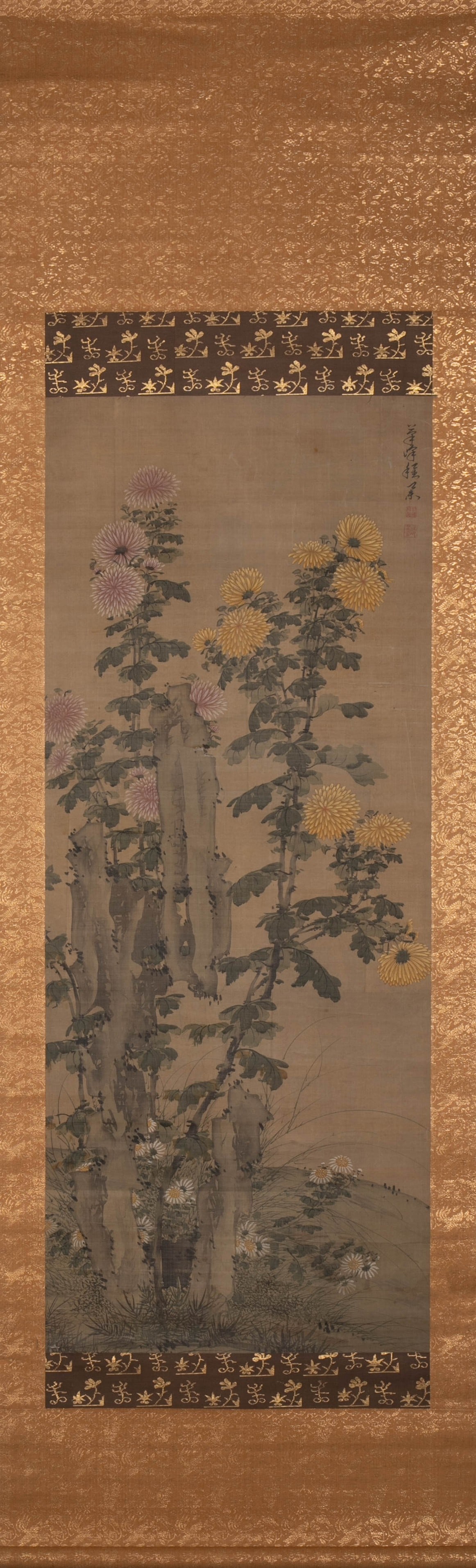 Anonymous Ammonite Picture - 2