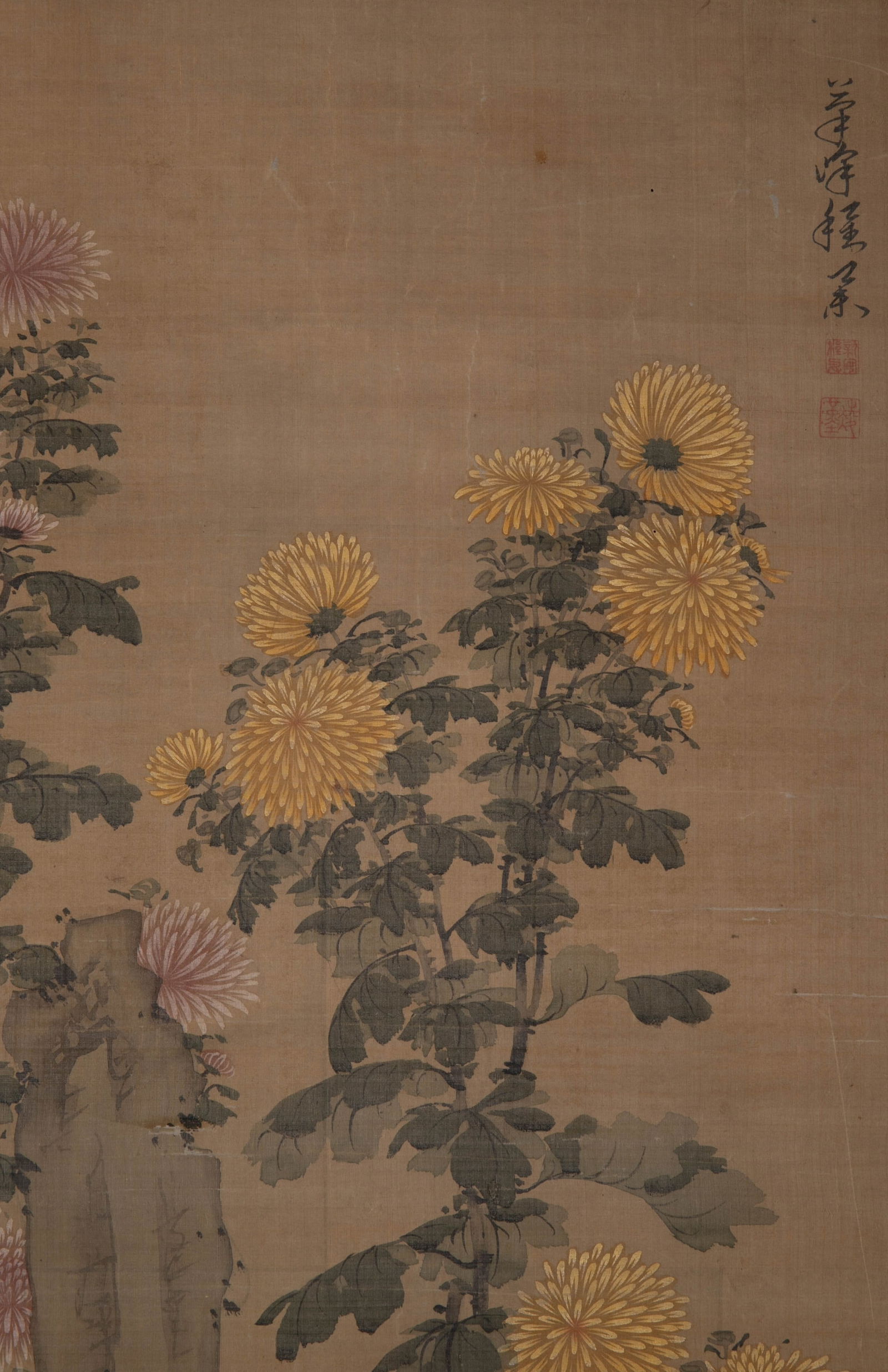 Anonymous Ammonite Picture - 4