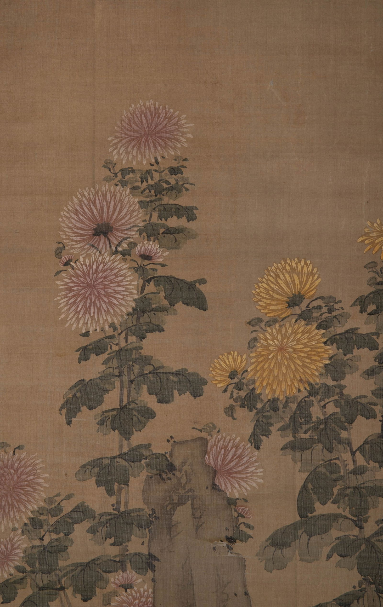 Anonymous Ammonite Picture - 5