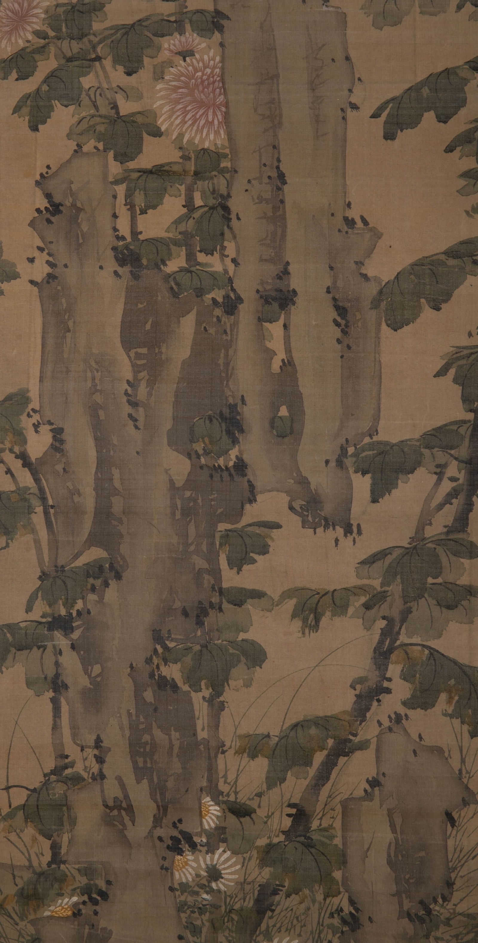 Anonymous Ammonite Picture - 8