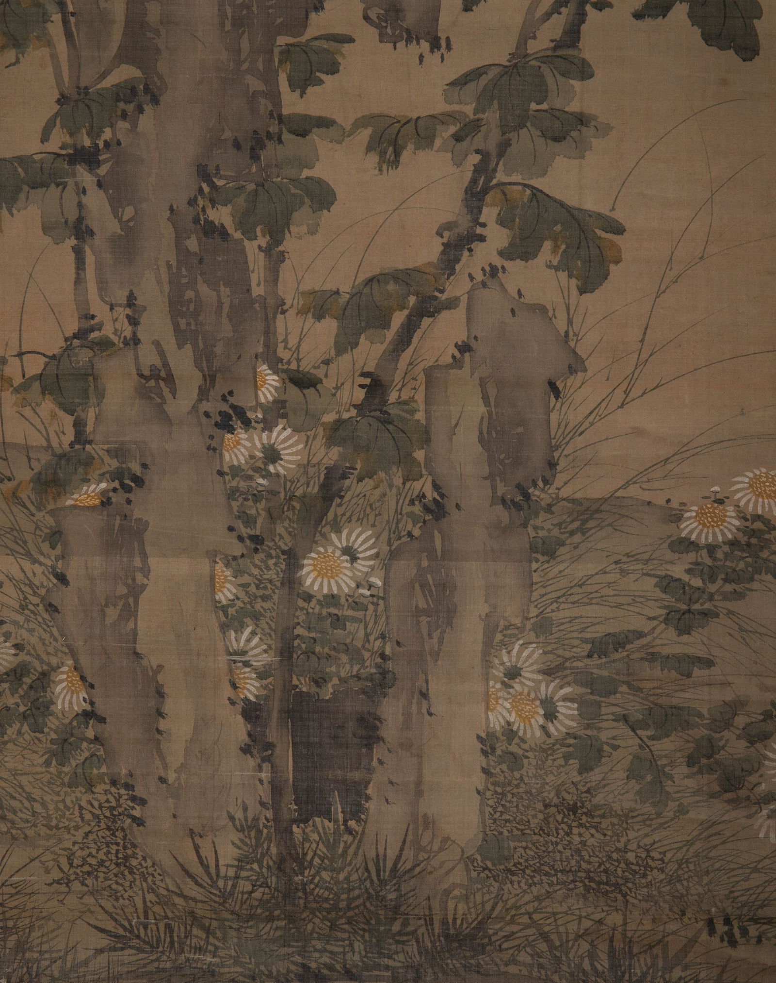 Anonymous Ammonite Picture - 9