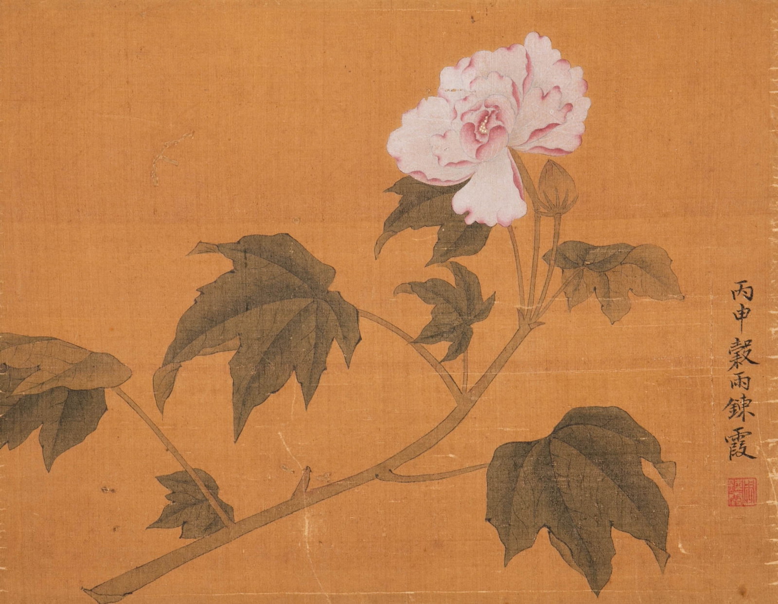 Zhou Lianxia Peony: Zhou Lianxia Peony