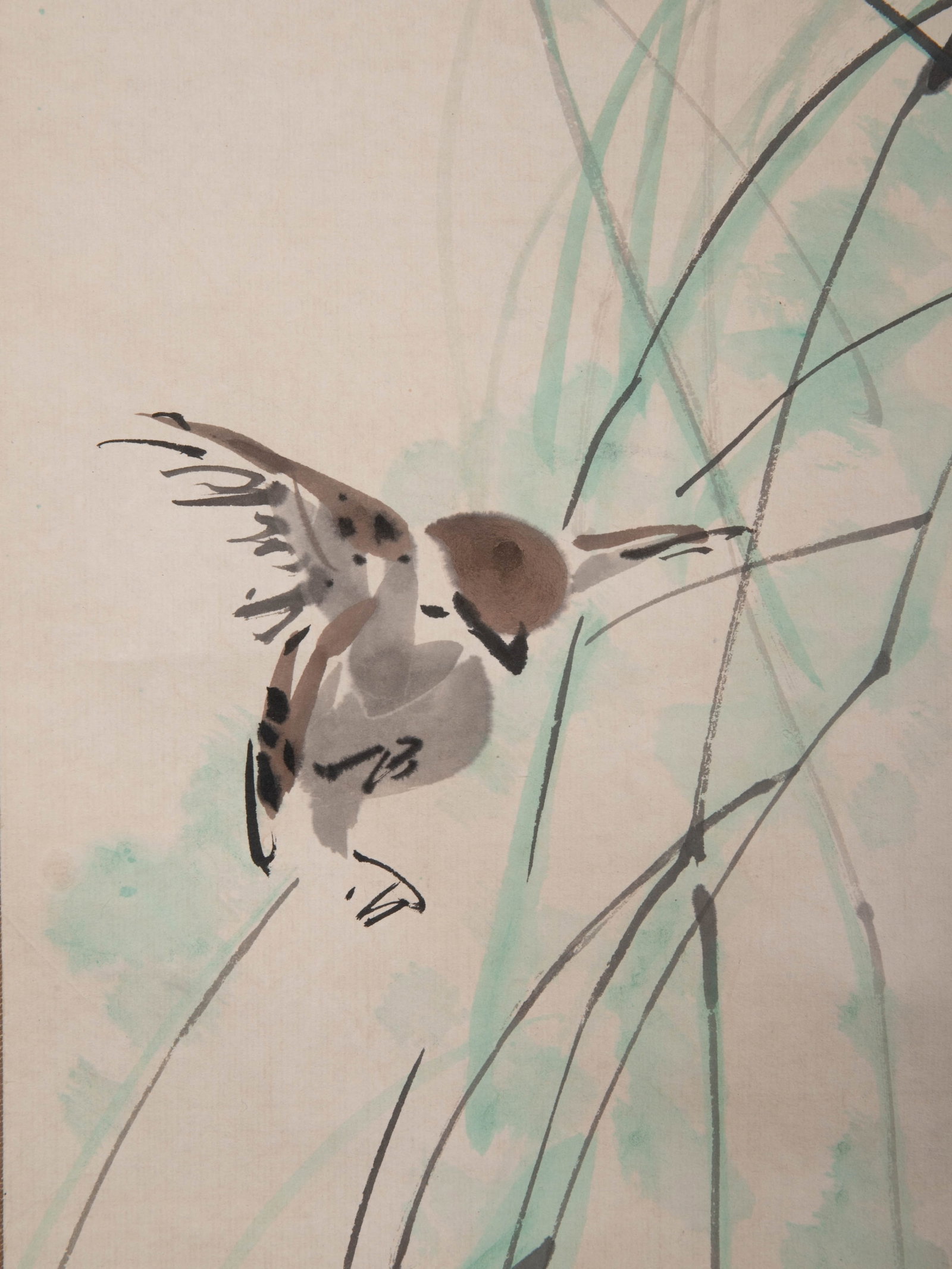 Yellow sparrow - 6