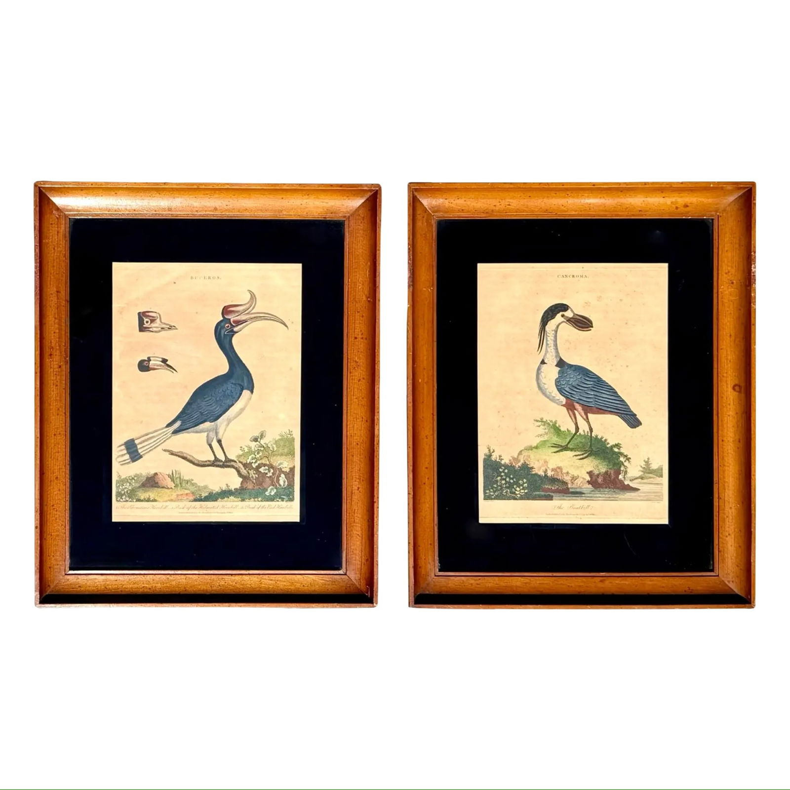 Orinthology Bird Avian Engravings, Pair: Orinthology Bird Avian Engravings, Pair A matching set of antique English hand-colored bird engravings. Dimensions: 17?W × 1.25?D × 20?H