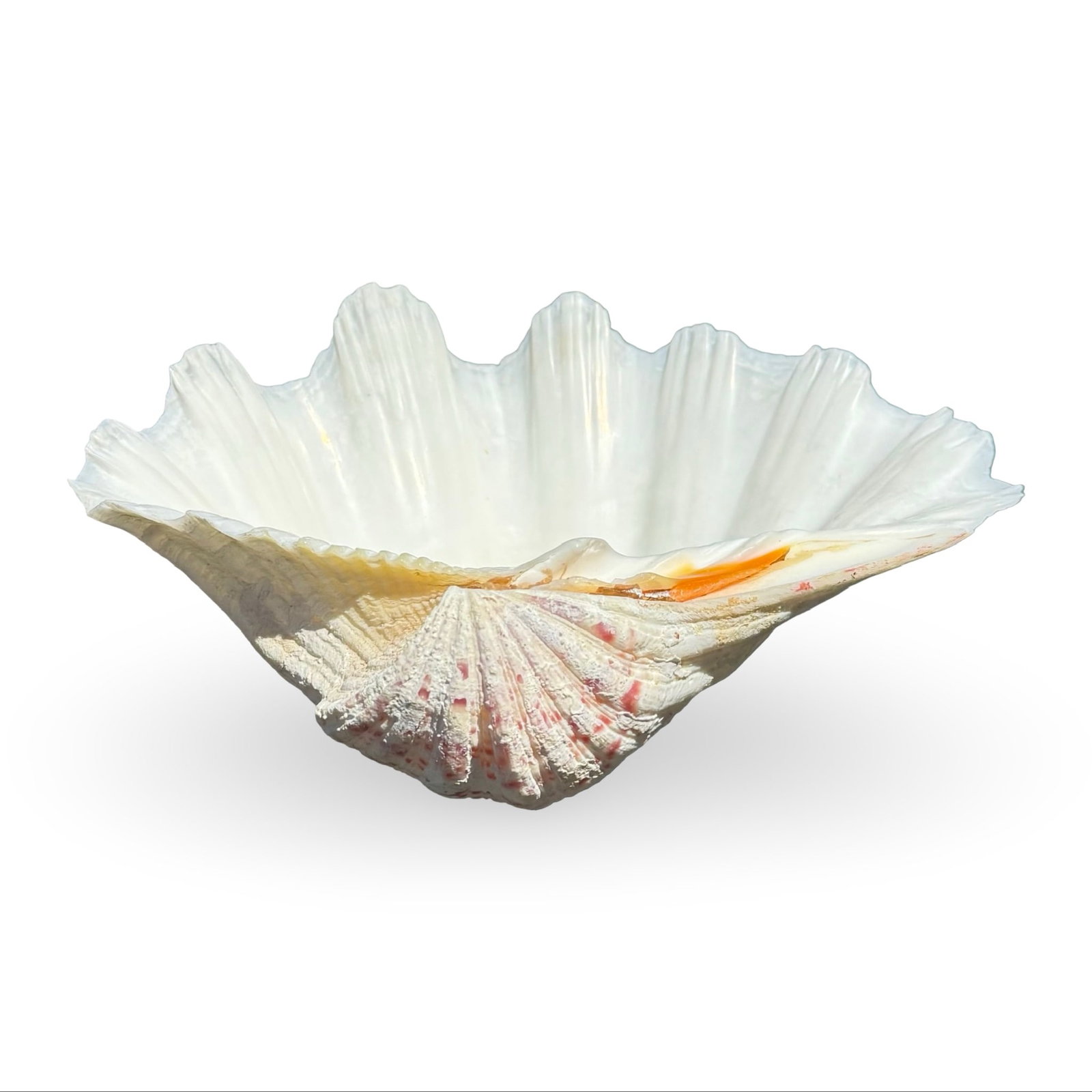 Giant Clam Shell Tridacna Giga (1 of 7)