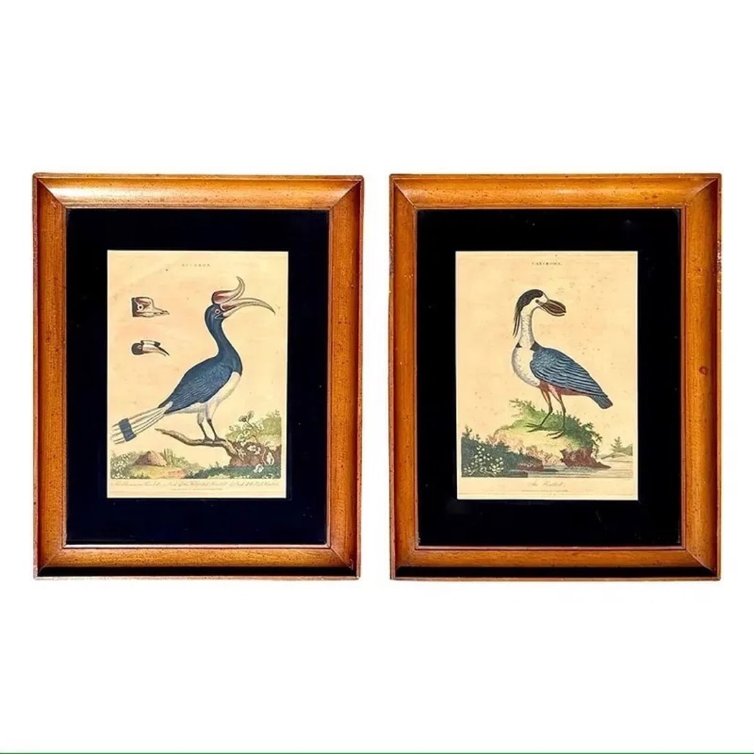 Orinthology Bird Avian Engravings, Pair (1 of 6)