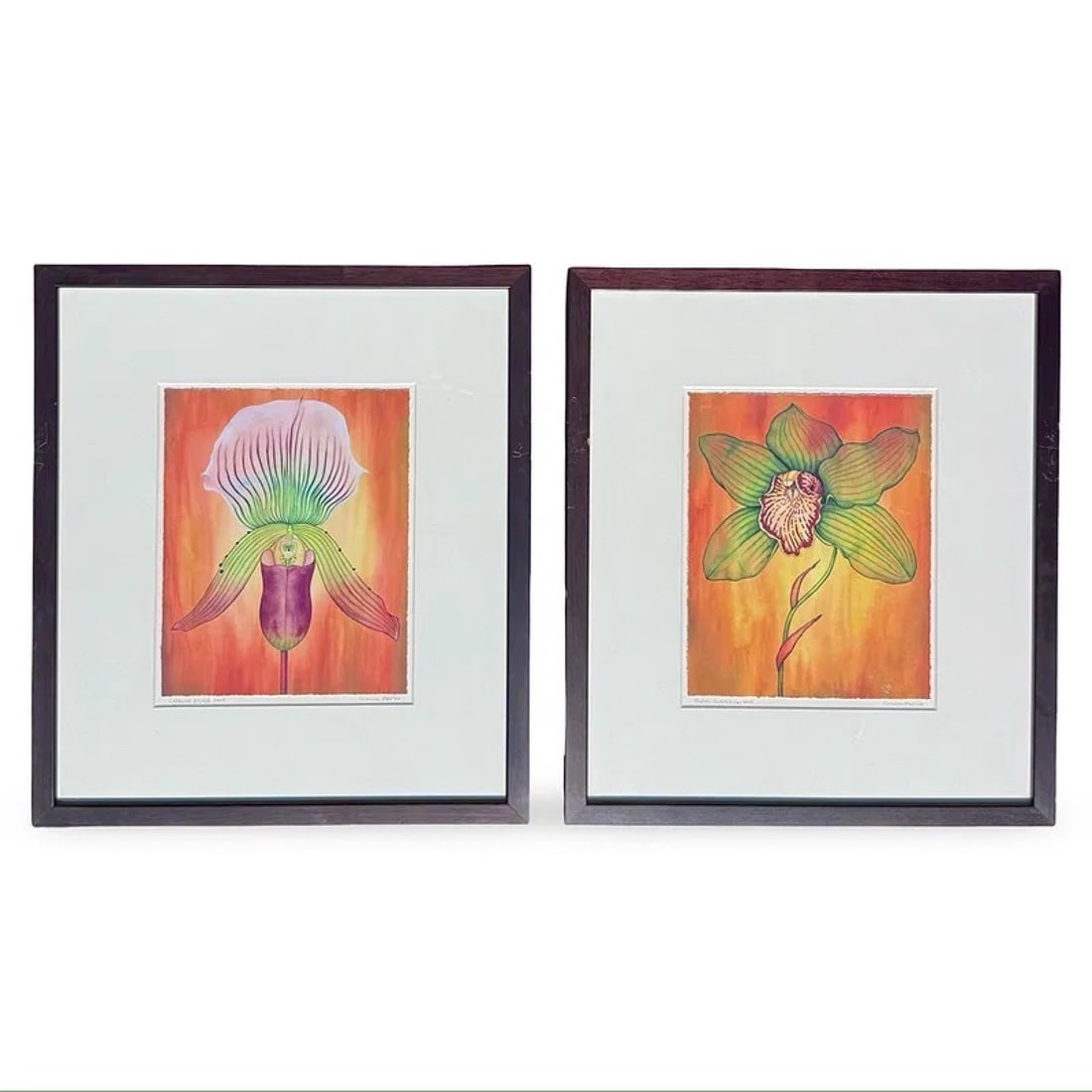 Gianna Marino Orchid Botanical Paintings Pair: Botanical Paphiopedilum orchid paintings floral studies by Gianna Marino. Signed, matted, and set in wood frames. Approx. Dimensions: 17.25H x 15.25W × 1D inches