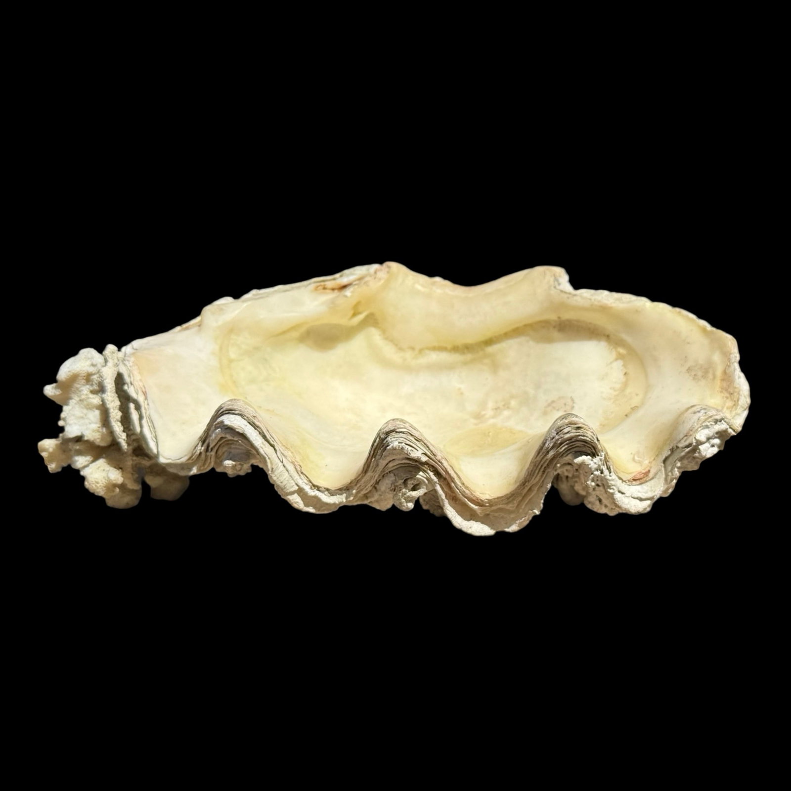 Giant Clam Shell Tridacna Gigas Bowl (1 of 13)