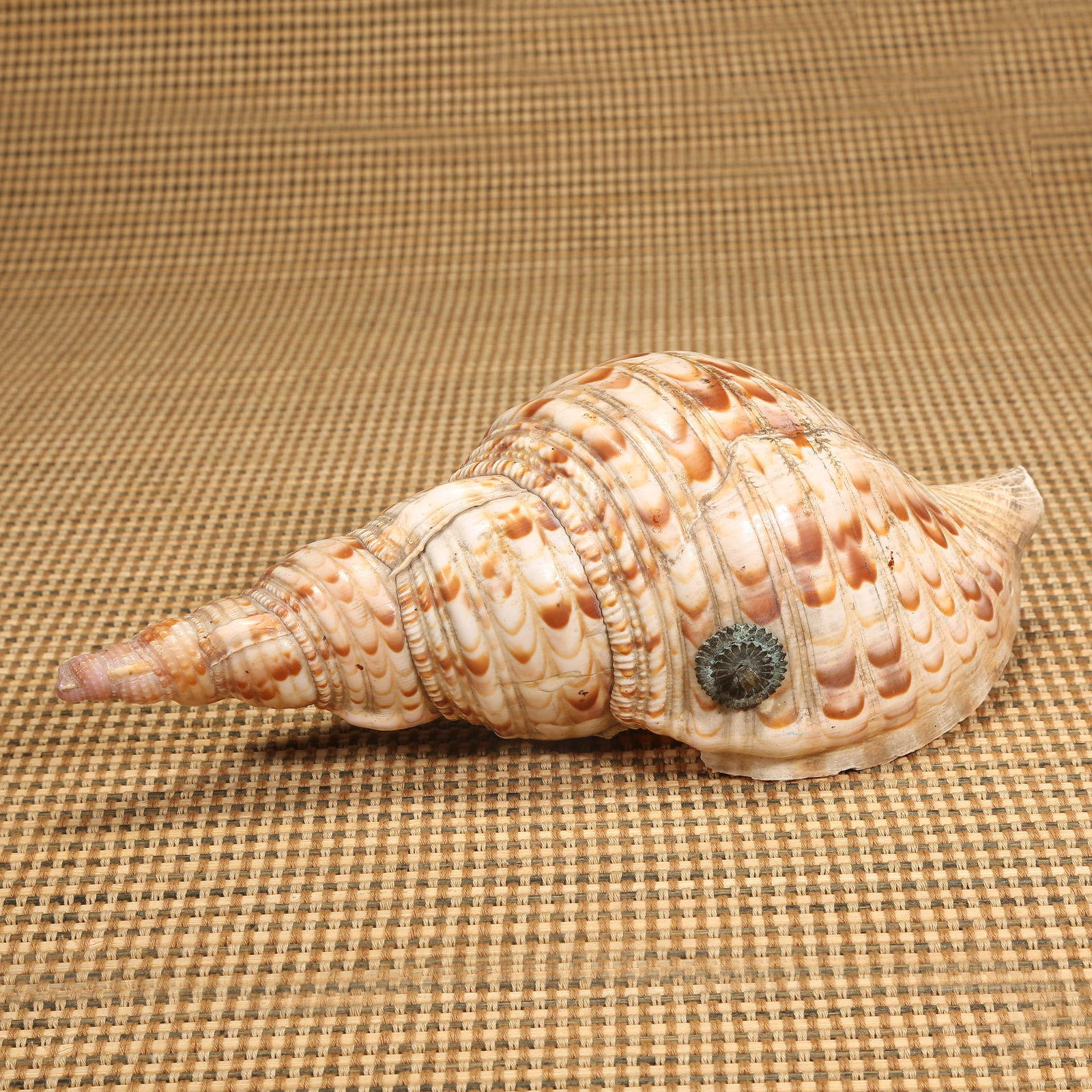 A CONCH SHELL (1 of 9)