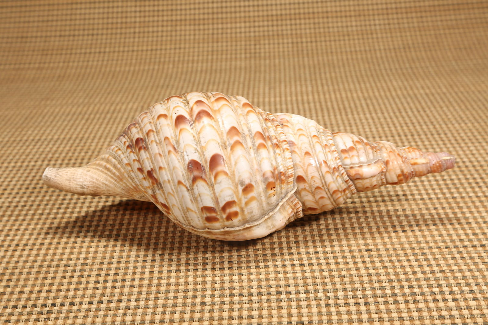 A CONCH SHELL - 5