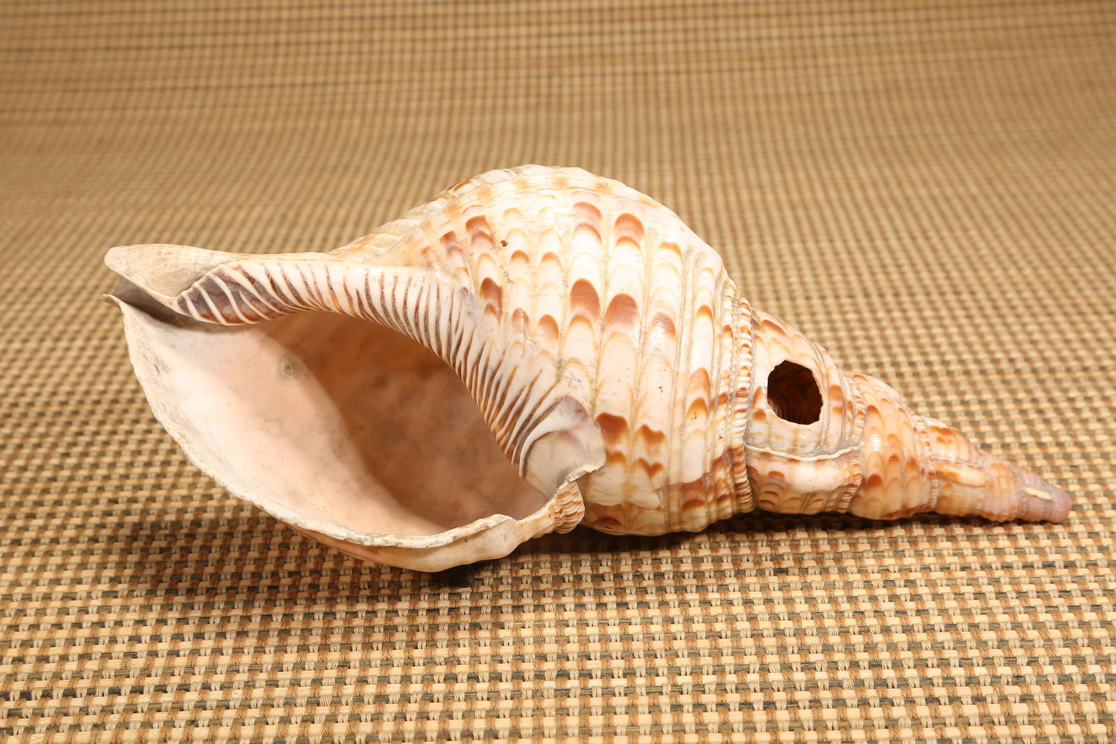 A CONCH SHELL - 9