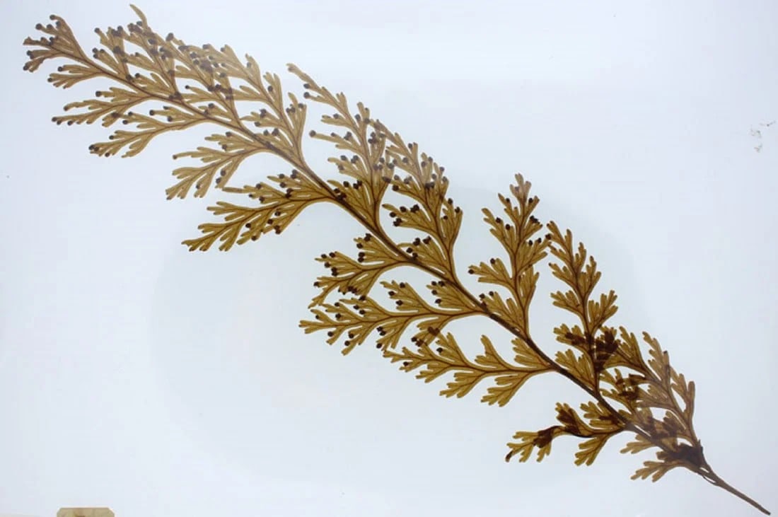 SCIENTIFIC SAMPLE OF A HYMENOPHYLLUM DILATATUM COLLECTED AT WELLINGTON NEW ZEALAND 1862-63 (1 of 2)