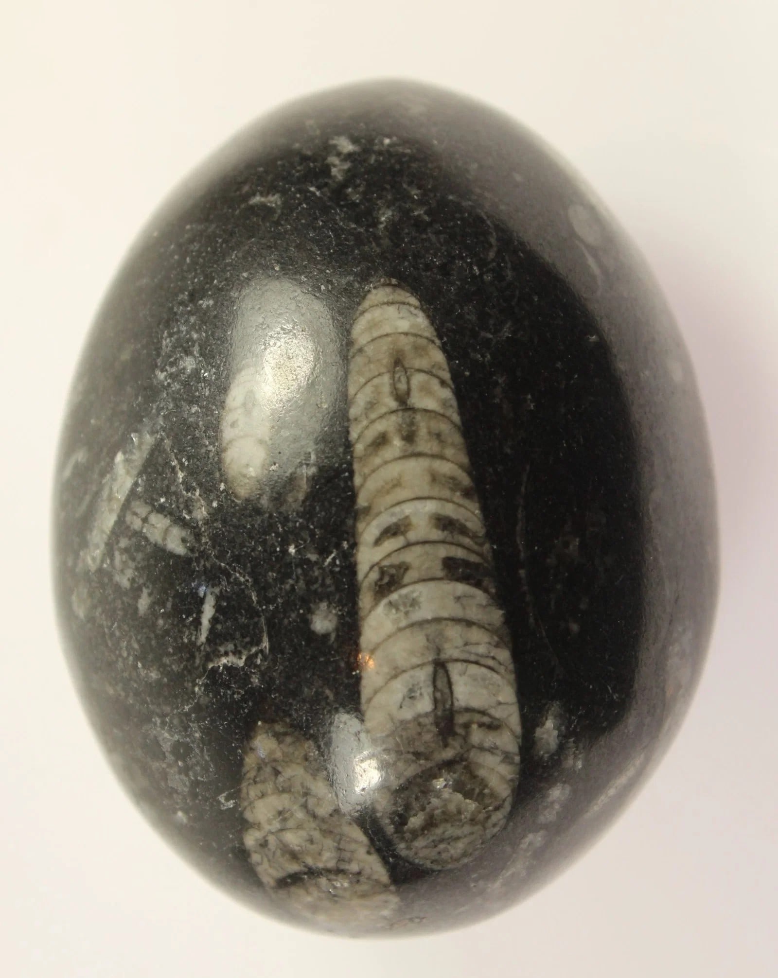 POLISHED BLACK AGATE EGG WITH ORTHOCERAS FOSSIL INCLUSION: Polished Black Agate Egg with Orthoceras Fossil inclusion