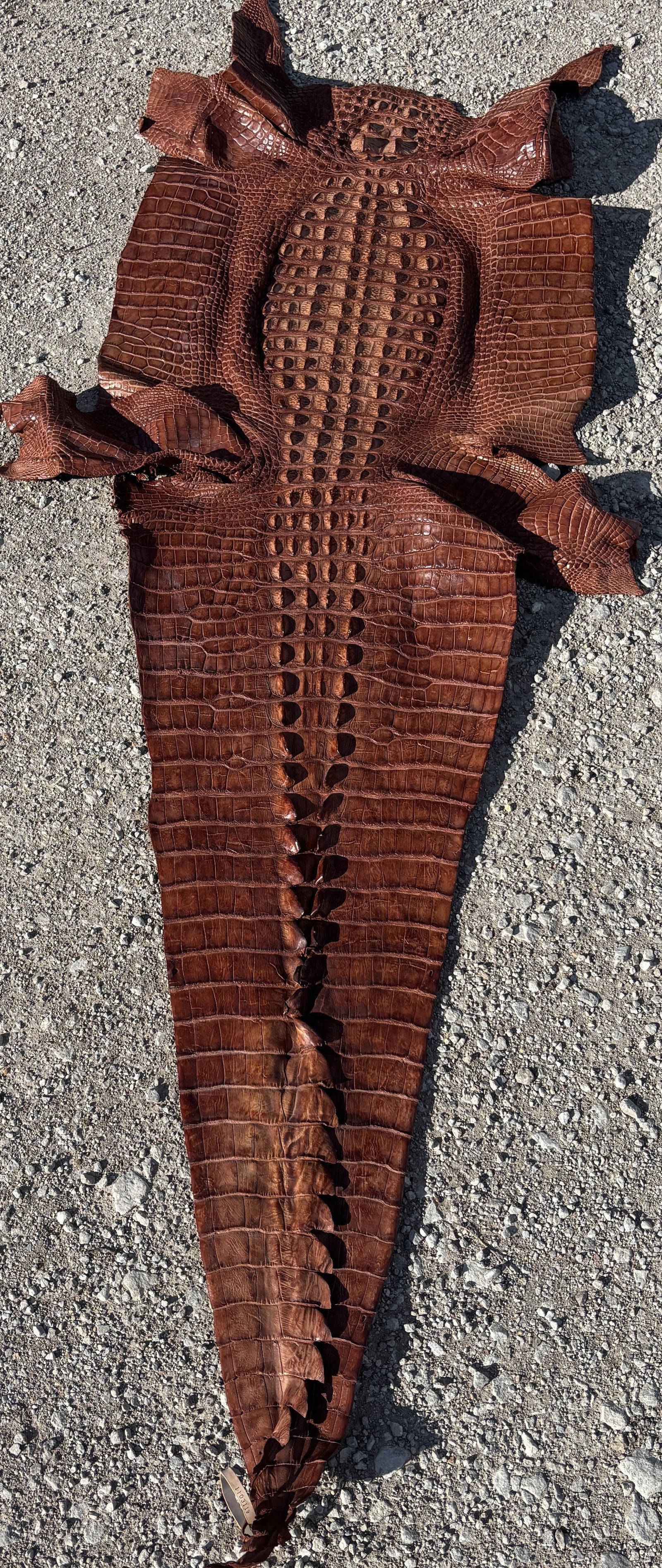 8 ft Tanned Hornback Alligator Hide for Luxury Leather Goods: 8 ft Tanned Hornback Alligator Hide for Luxury Leather Goods, Flat rate shipping $30. Or pick up in St. Joseph Mo. any questions call or text 816-261-5697