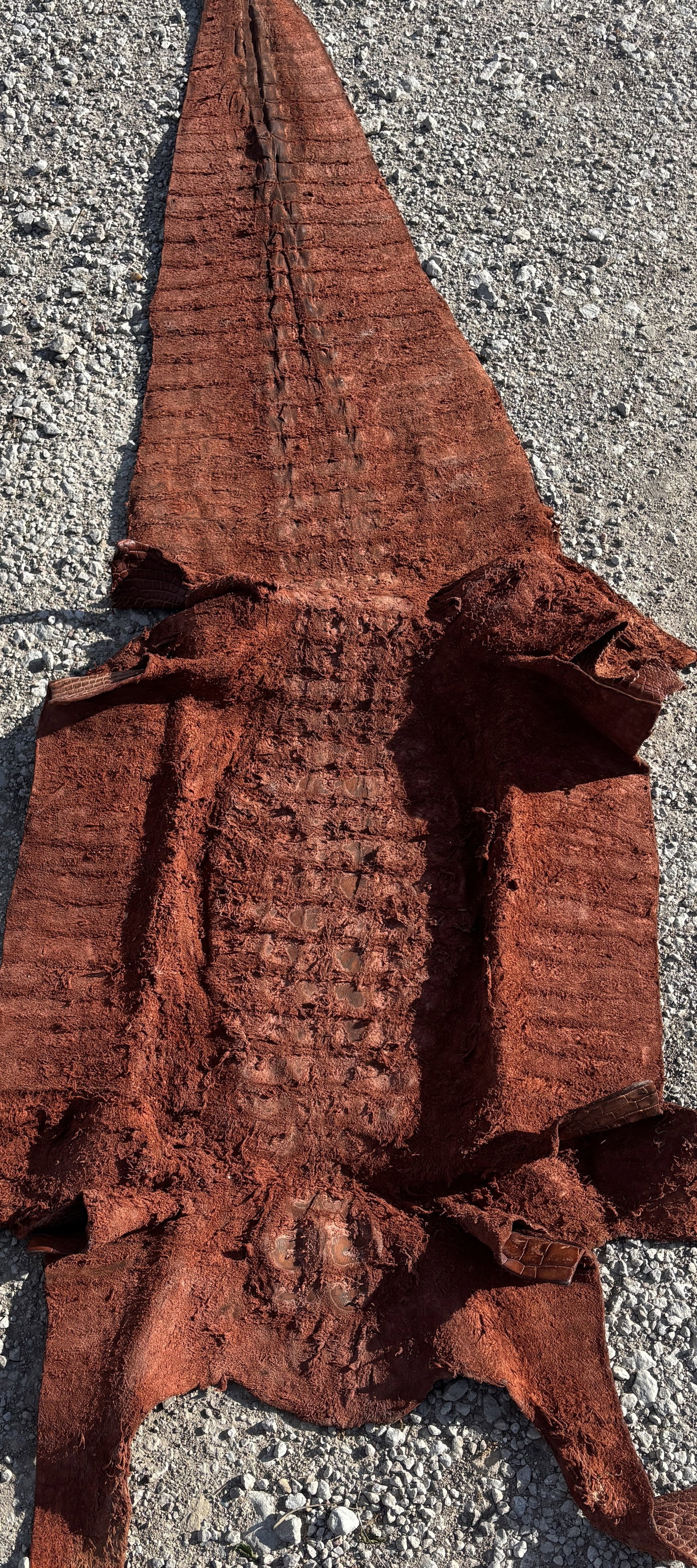 8 ft Tanned Hornback Alligator Hide for Luxury Leather Goods - 2