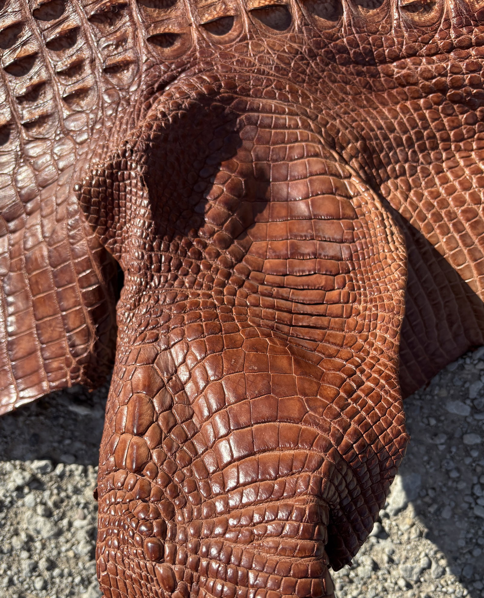 8 ft Tanned Hornback Alligator Hide for Luxury Leather Goods - 3
