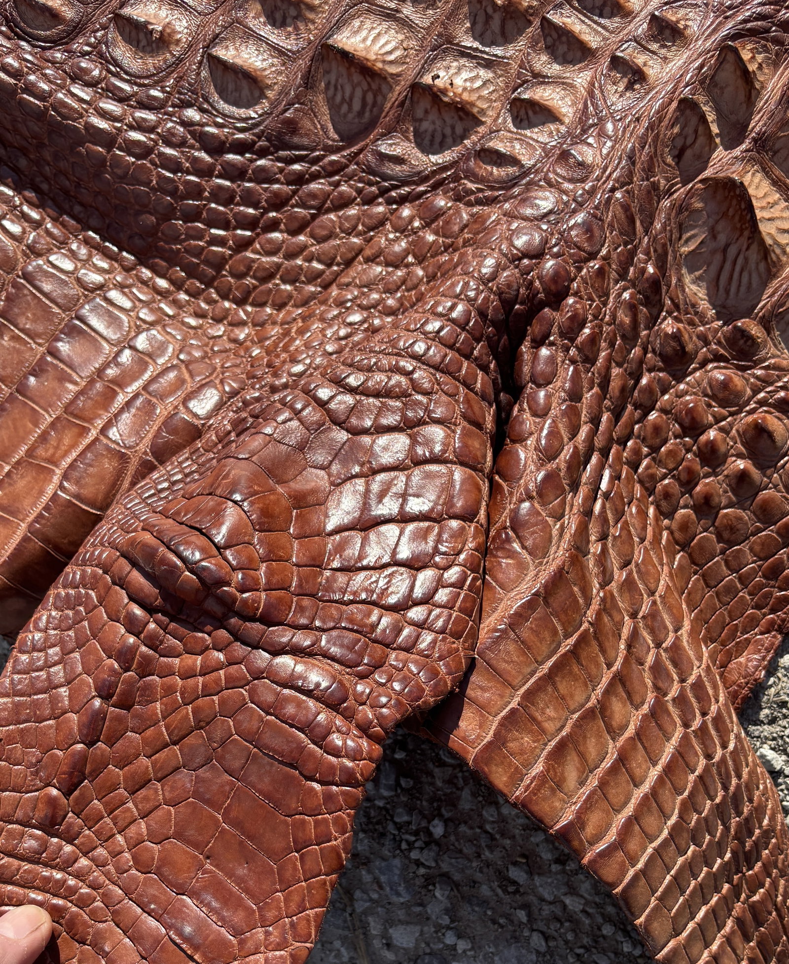 8 ft Tanned Hornback Alligator Hide for Luxury Leather Goods - 4