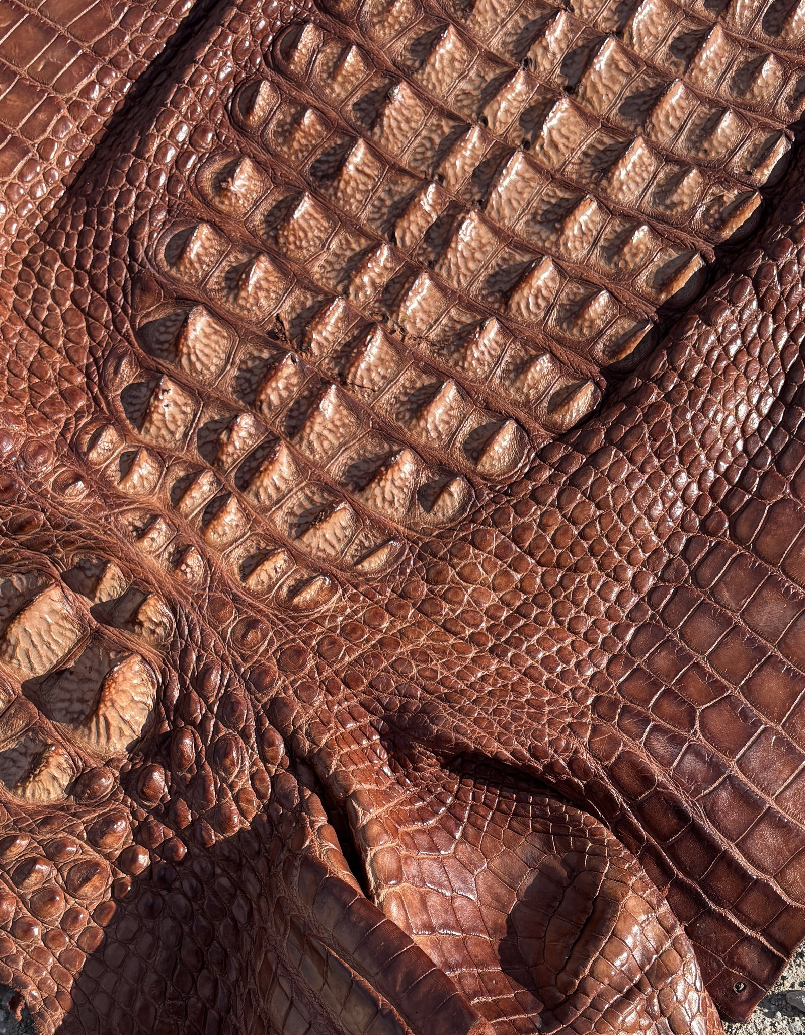 8 ft Tanned Hornback Alligator Hide for Luxury Leather Goods - 5