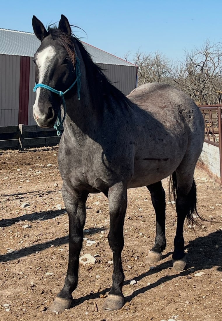 Blue Roan Quarter Horse 7 Year Old Gelding: Blue Roan Quarter Horse 7 Year Old Gelding. He is broke for the intermediate rider or some experience. His grandkids have gotten to busy to ride as much as they use to. So he probably need tuned up a