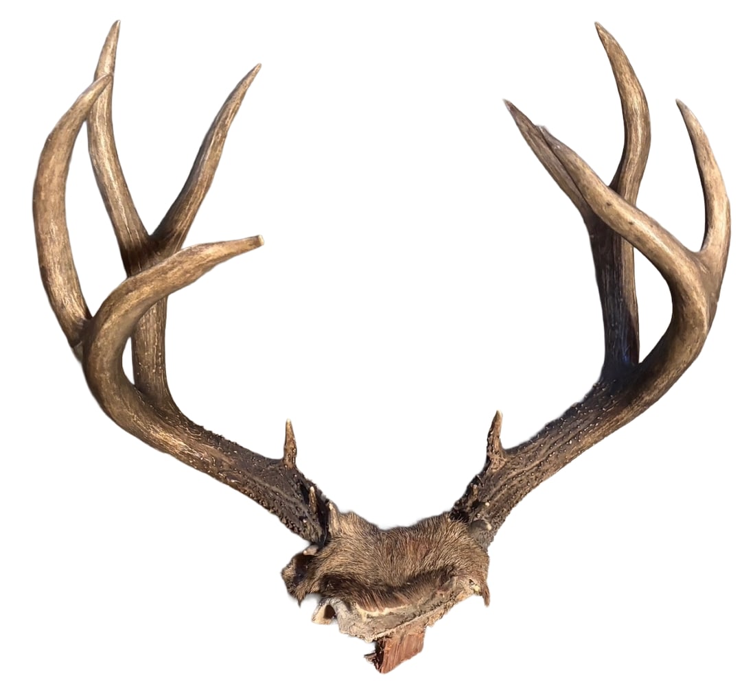 Mature Mule Deer Antlers on Skull Plate – 19”x 22” Tall Taxidermy cabin decor (1 of 4)