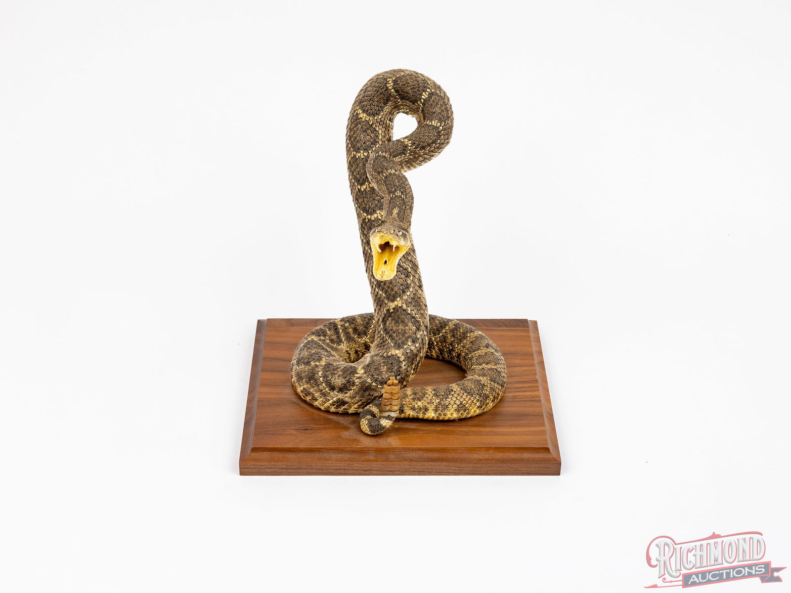 Case 6375 SS Stockman Rattle Snake Knife & Diamondback Rattler Taxidermy - 2