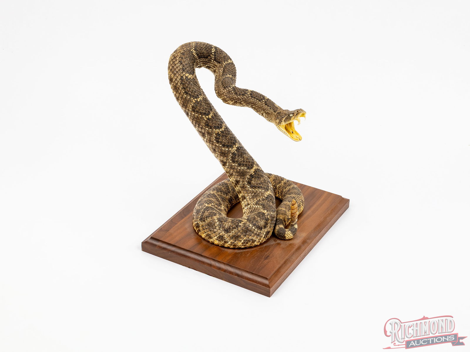 Case 6375 SS Stockman Rattle Snake Knife & Diamondback Rattler Taxidermy - 3